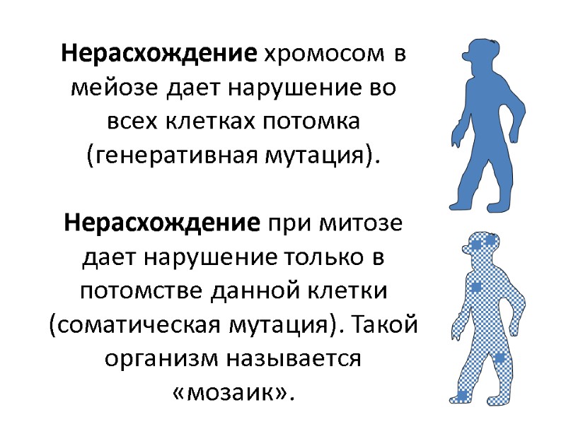 Нерасхождение хромосом в мейозе дает нарушение во всех клетках потомка (генеративная мутация).  Нерасхождение